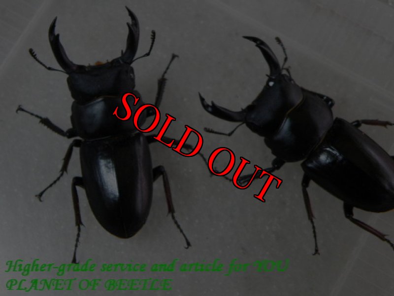 右側の個体がお届けする♂実物です。