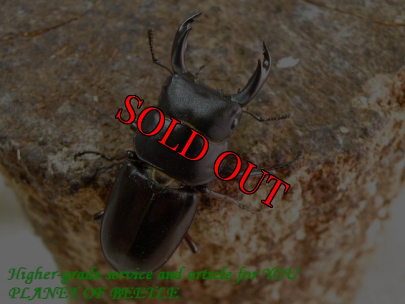 お届けする♂実物です。