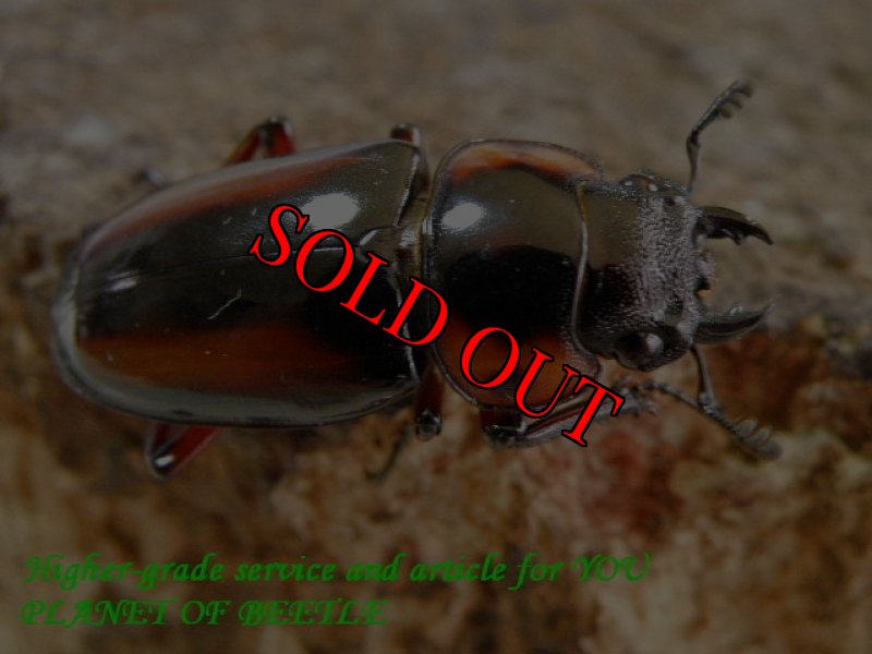 お届けする♀実物です。