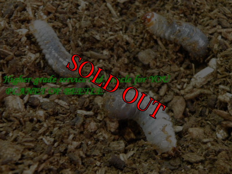 お届けする幼虫セット実物です(8/11)