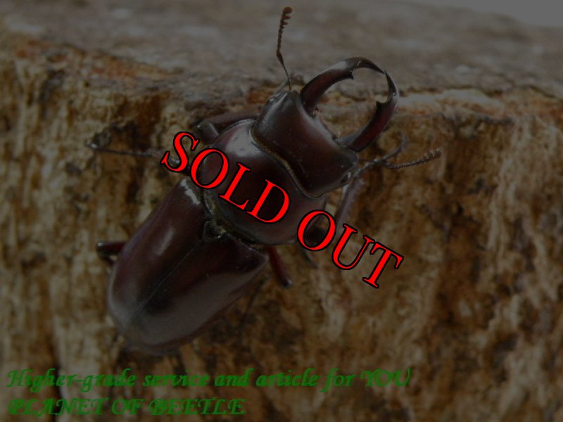 お届けする♂実物です。(8/20)