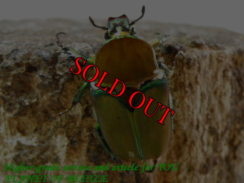 お届けする♀実物です。