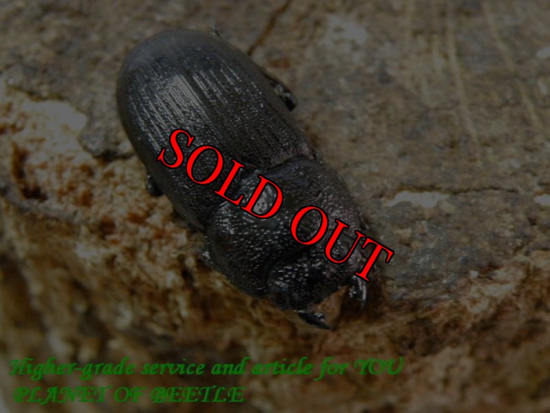 お届けする♀実物です。