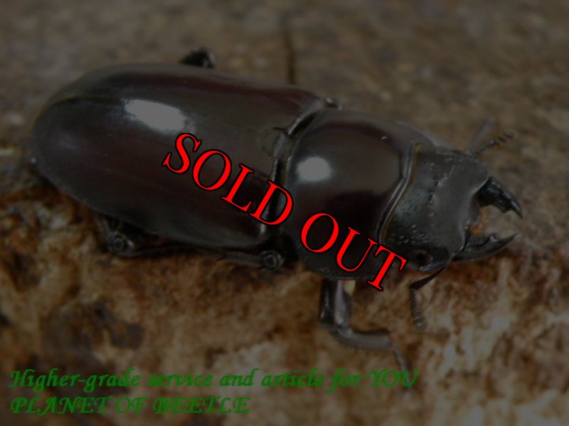 お届けする♀実物です。