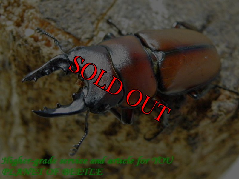 お届けする参考♂画像です。