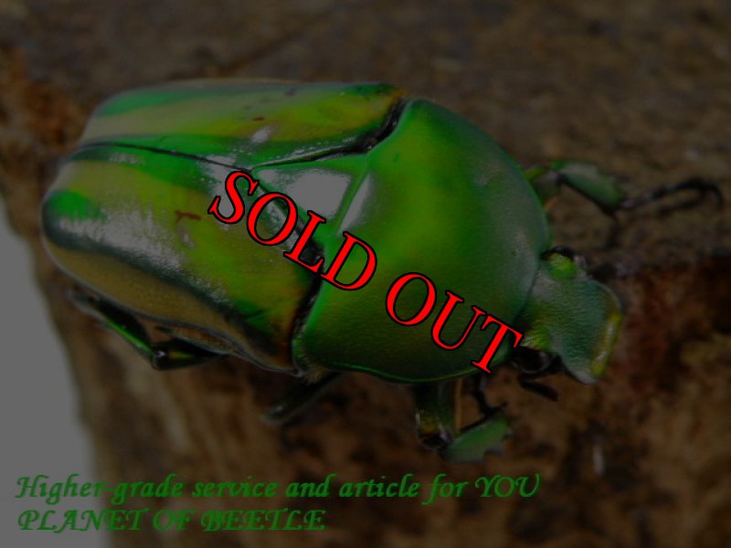 お届けする参考♀画像です。