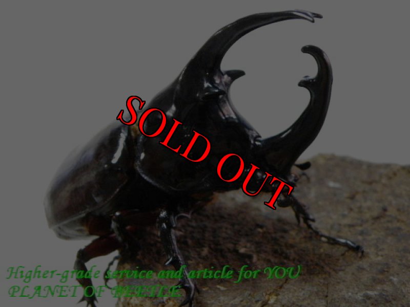 お届けする♂実物です。