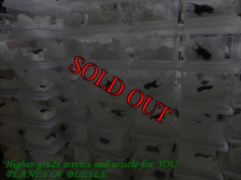 画像6: 10/29南部地域Niete産！天然ケンタウルスオオカブト♂86mm♀60mmUP完品ペア＋完品♀ (6)