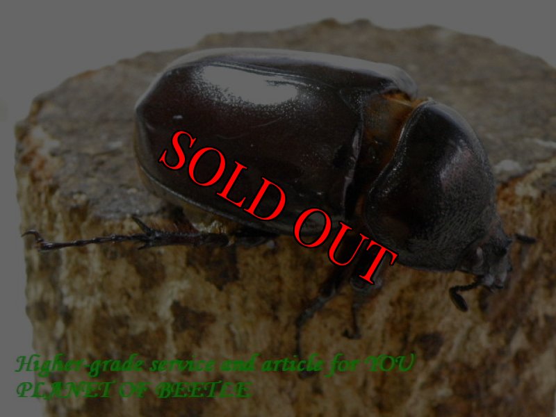 お届けする♀実物です。