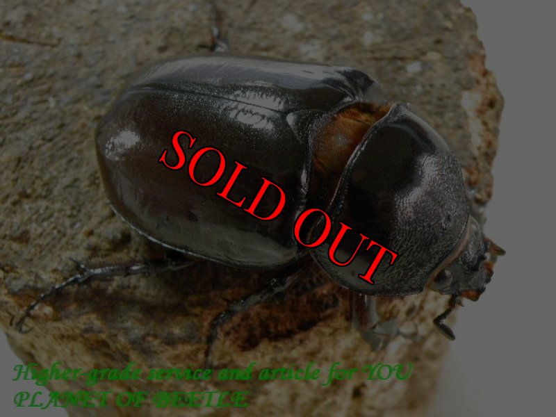 お届けする♀実物です。