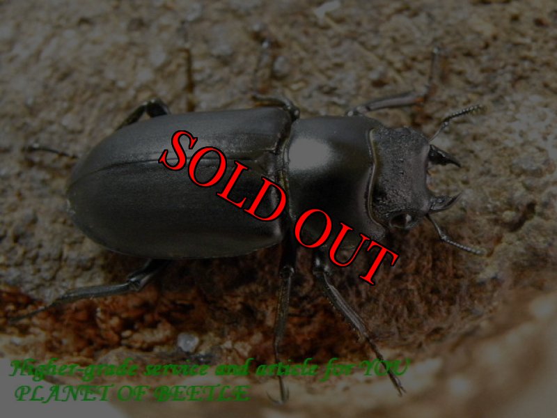 お届けする♀実物です。