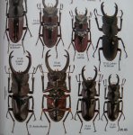 出典：stag beetles of china II