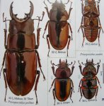 出典：stag beetles of china II