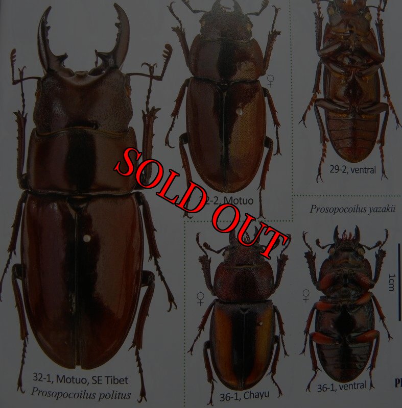 出典：stag beetles of china II