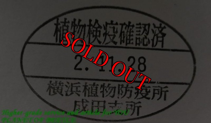 画像4: 11/28南西Nyassosso産天然メリーメンガタ♂45mm+♀完品ペア (4)