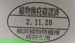 画像5: 11/28西部FongoTongo産天然キヌツヤツノカナブンLサイズ完品ペア (5)