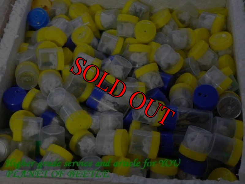 画像3: 11/28南西Nyassosso産天然ミカンスツノカナブン♂52mm♀45mm♀41mmトリオ (3)