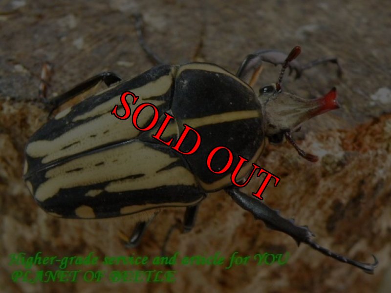 お届けする参考♂Sサイズの画像です。