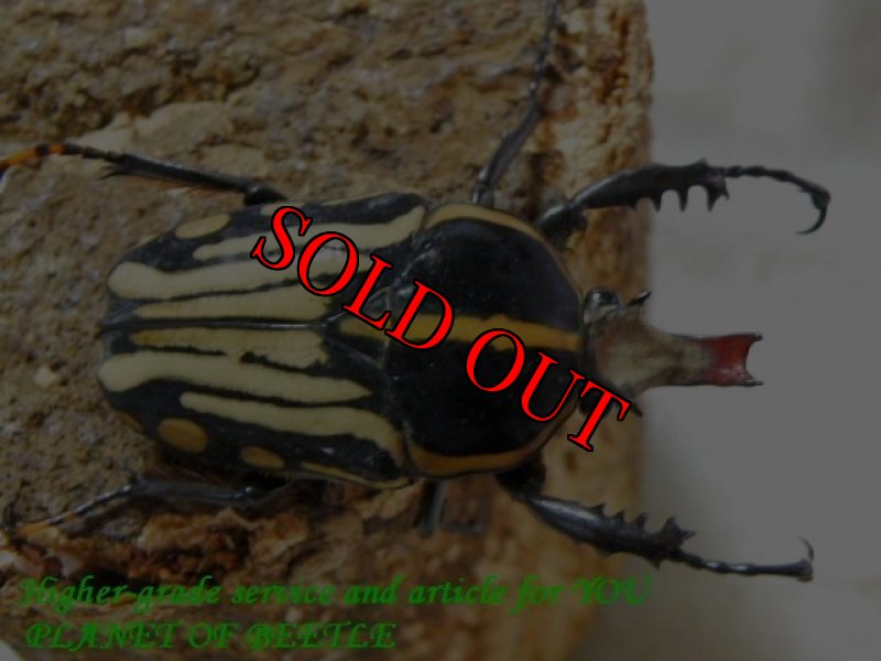 お届けする♂実物です。