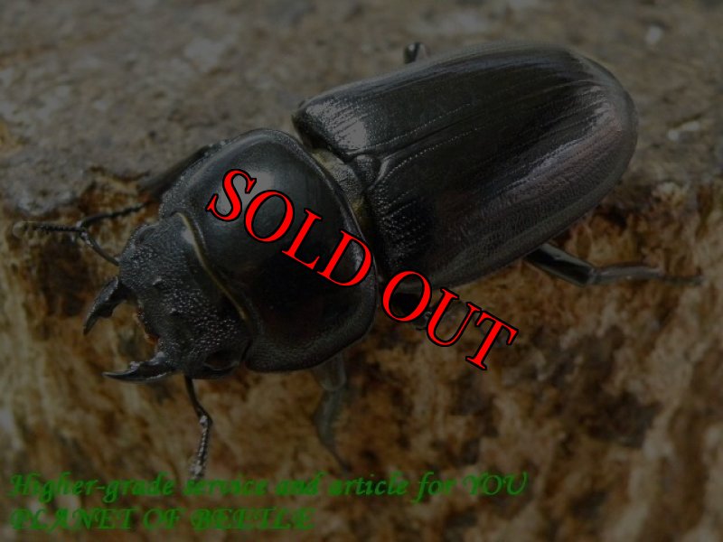 お届けする♀実物です。