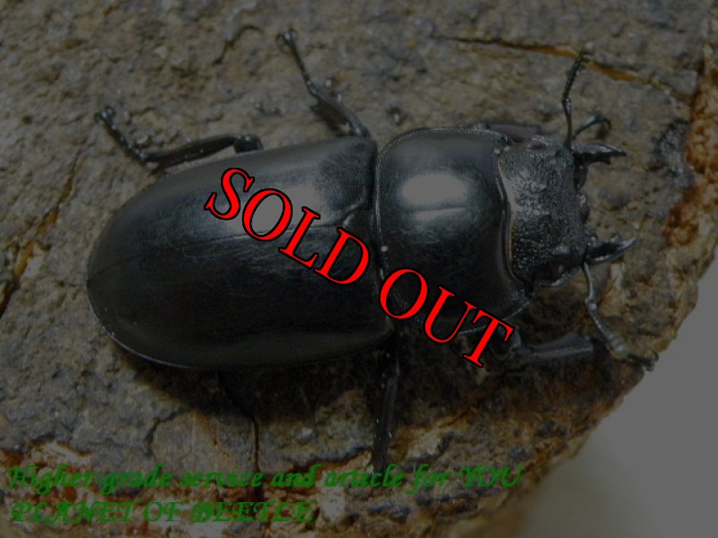 お届けする♀実物です。