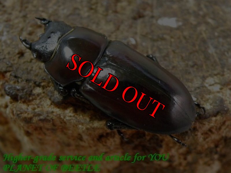 お届けする♀実物です。