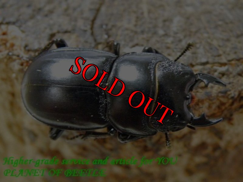 お届けする♂実物です。