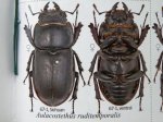 出典：stag beetles of china II