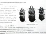 出典：stag beetles of china II