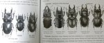 出典：stag beetles of china II