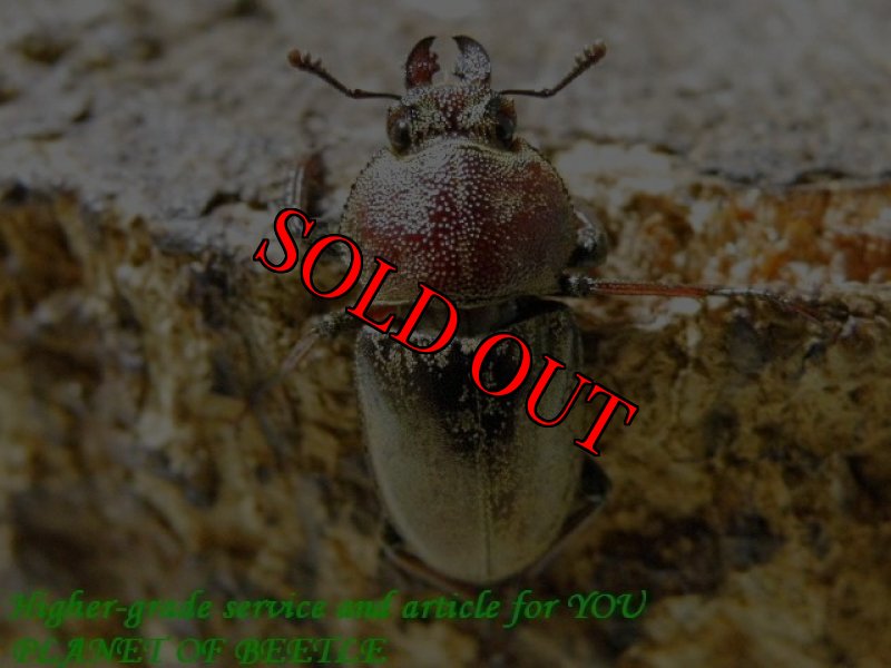 お届けする参考♀画像です。