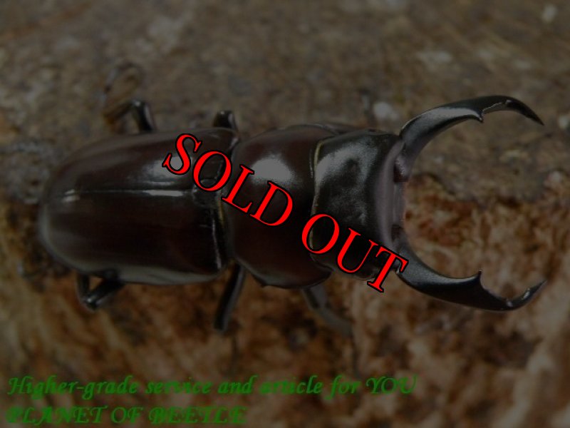 お届けする♂実物です。