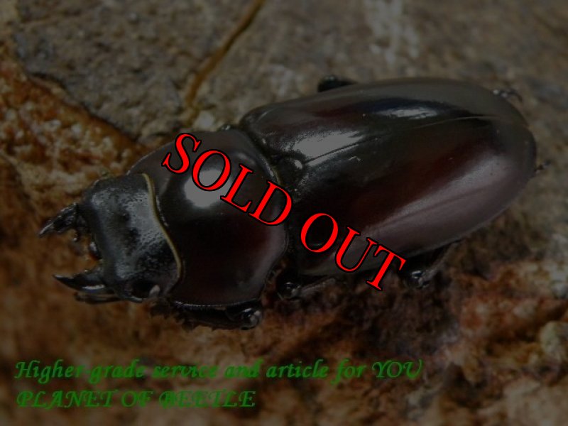 お届けする♀実物です。