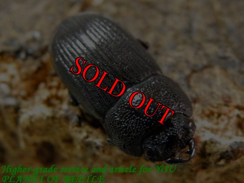 お届けする♀実物です。