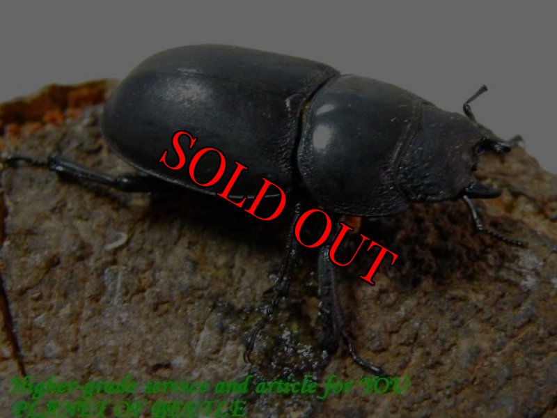 お届けする♀実物です。（2/3）