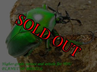 タンザニア産　オーベルチュールツノハナムグリ　65mm 52mmペア 全商品 - PLANET OF BEETLE (Page 13)