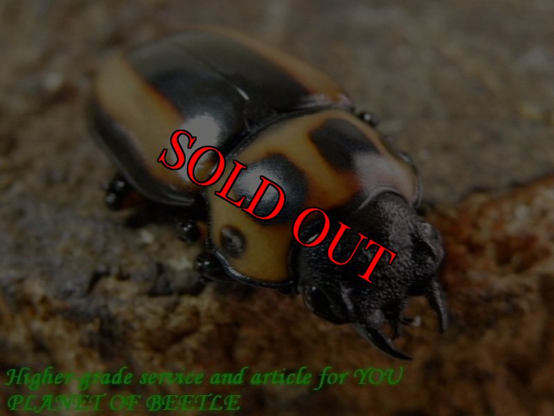 お届けする参考♀画像です。