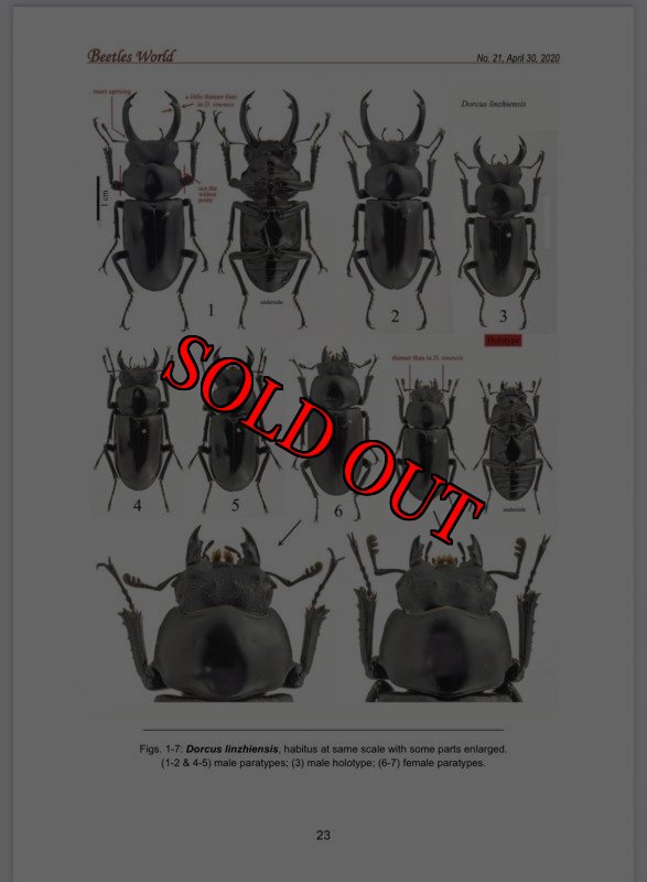出典：BeetlesWorld No21