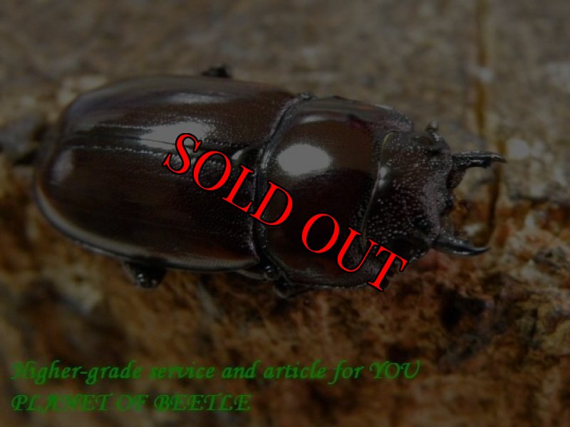 お届けする♀実物です。