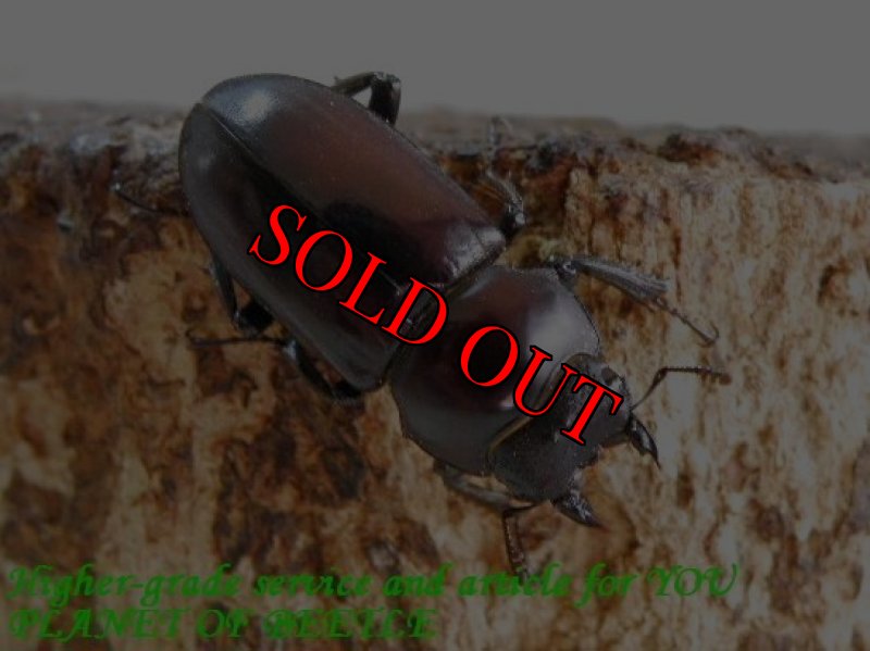 お届けする♀実物です。(3/19)