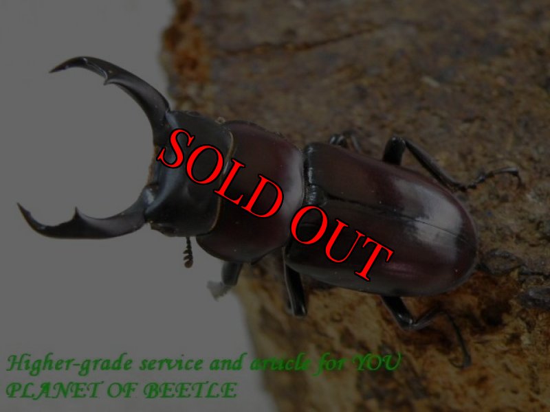 お届けする♂実物です。(3/19)