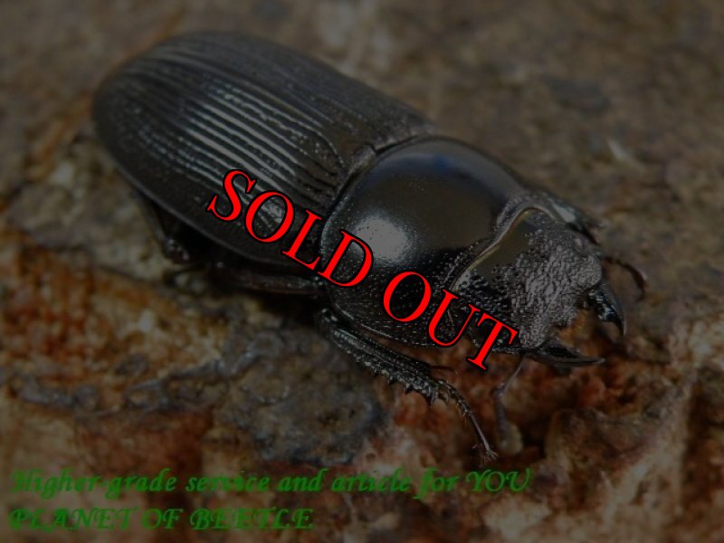 お届けする♀26mm実物です。