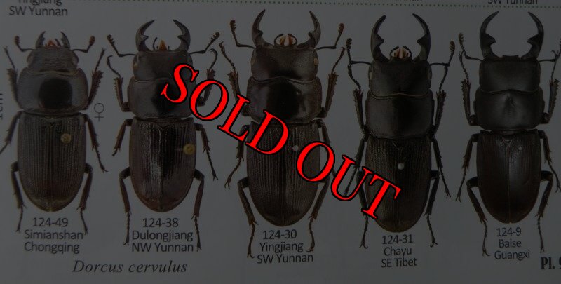 出典:stag beetles of china II