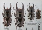 出典：stag beetles of china II