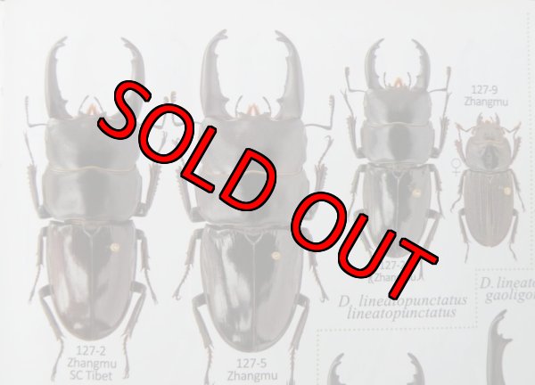 10/9希少種！天然ドルクスリネアトプンクタトゥス♀30mm完品・単品 - PLANET OF BEETLE