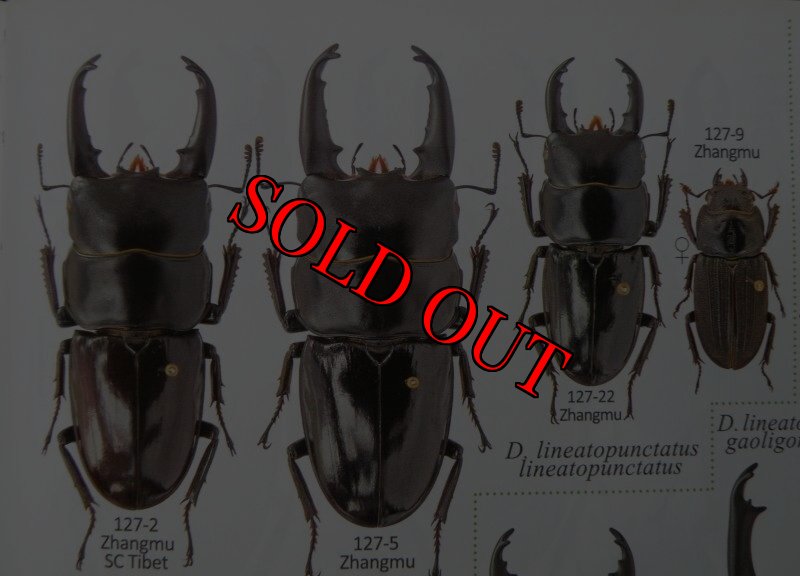 出典:stag beetles of china II