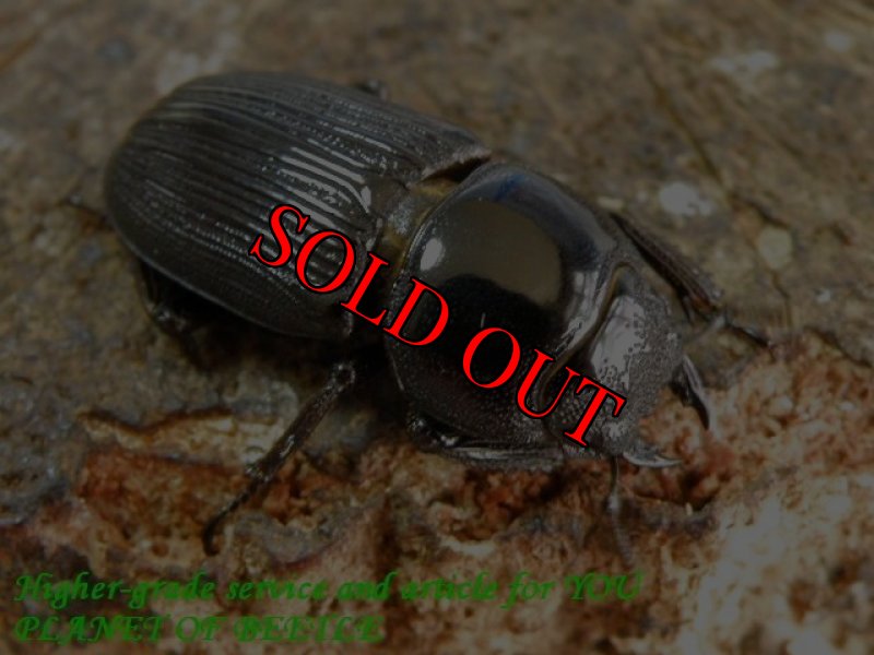 お届けする♀30mm実物です。