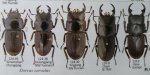 出典：stag beetles of china II