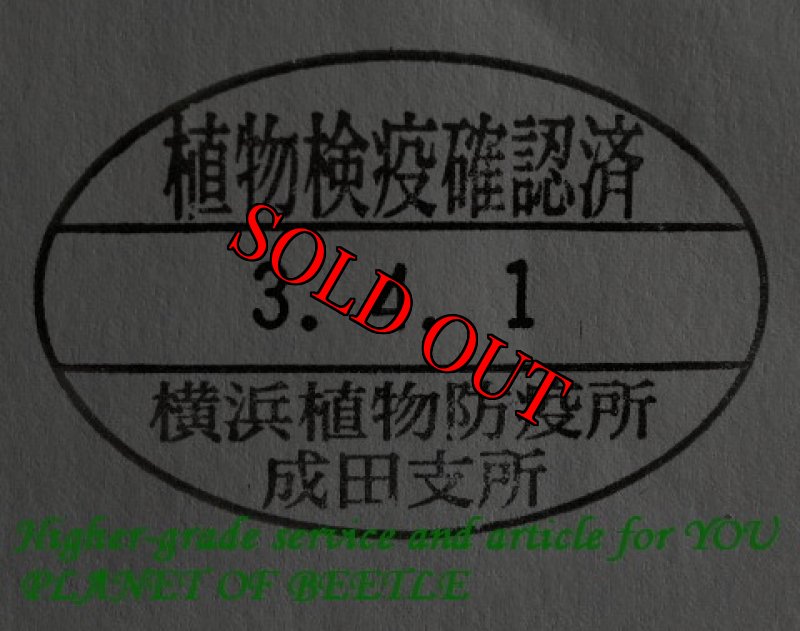 画像7: 4/1南西Ediki Mbonge産特大!天然レギウス♂86mm♀49mmペア (7)