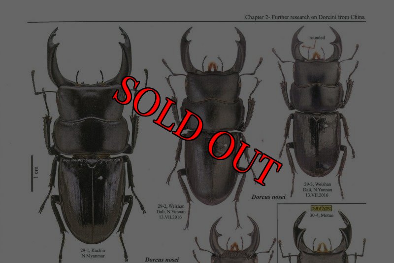 出典：stag beetles of china III